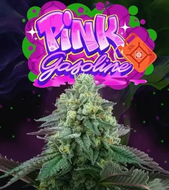 Pink Gasoline > Perfect Tree | Semillas feminizadas  |  Índica